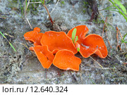 Алеврия оранжевая (Aleuria aurantia). Оранжевые грибы. Стоковое фото, фотограф Григорий Писоцкий / Фотобанк Лори