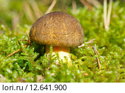 Гриб Моховик (лат. Xerocomus) Стоковое фото, фотограф Елена Коромыслова / Фотобанк Лори