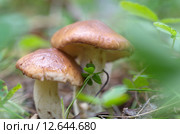 Масленок обыкновенный (лат. Suillus luteus ) Стоковое фото, фотограф Елена Коромыслова / Фотобанк Лори