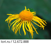 Девясил высокий (лат. Inula helenium) Стоковое фото, фотограф lana1501 / Фотобанк Лори