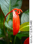 Цветок красного Антуриума Шерцера (лат. Anthurium scherzerianum Schott) семейство Ароидные (лат. Araceae) (цветок фламинго) Стоковое фото, фотограф lana1501 / Фотобанк Лори