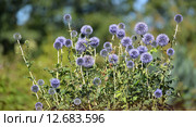 Цветущий мордовник банатский (Echinops bannaticus Rochel ex Schrad.) Стоковое фото, фотограф Ирина Борсученко / Фотобанк Лори