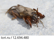 Медведка обыкновенная, Gryllotalpa gryllotalpa. Стоковое фото, фотограф Елена Коромыслова / Фотобанк Лори