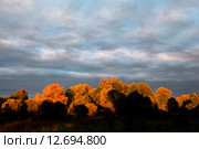 Ивы на закате и тени. Стоковое фото, фотограф Mike The / Фотобанк Лори