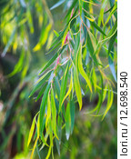 Red mallee plant in spring. Стоковое фото, фотограф Яков Филимонов / Фотобанк Лори