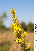 Золотарник обыкновенный  (лат. Solidago virgaurea) Стоковое фото, фотограф Ольга Пашкова / Фотобанк Лори