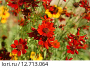 Желтые и красные цветы кореопсиса. Кореопсис красильный Меценат (Coreopsis tinctoria) Стоковое фото, фотограф Щеголева Ольга / Фотобанк Лори