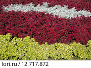 Клумба из Колеуса (лат. Coleus) и Цинерарии приморской (лат. Сineraria maritima), фон. Стоковое фото, фотограф Елена Коромыслова / Фотобанк Лори