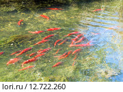 Нерка - кокани (Kokanee, Oncorhynchus nerka) во время нереста (2015 год). Стоковое фото, фотограф Ирина Кожемякина / Фотобанк Лори
