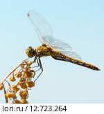 Желтая Стрекоза (Sympetrum flaveolum). Стрекоза сидит на веточке Полыни (Artemisia) Стоковое фото, фотограф Евгений Мухортов / Фотобанк Лори
