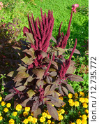 Амарант (лат. Amaranthus) Стоковое фото, фотограф lana1501 / Фотобанк Лори