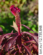 Амарант (лат. Amaranthus) Стоковое фото, фотограф lana1501 / Фотобанк Лори