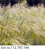 Ковыль-волосатик или Ковыль волосовидный ( Stipa capillata) Стоковое фото, фотограф Евгений Мухортов / Фотобанк Лори