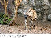 Полосатая гиена стоит у дерева (Striped hyena, Hyaena hyaena) Стоковое фото, фотограф Щеголева Ольга / Фотобанк Лори