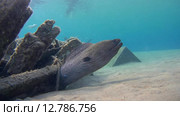 Гигантская мурена (Gymnothorax javanicus) прячется под затонувим судном, Красное море, Марса-эль-Алам, бухта Абу-Дабаб, Египет. Стоковое видео, видеограф Некрасов Андрей / Фотобанк Лори