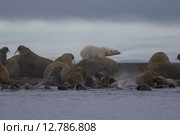 Крупное береговое лежбище моржей и белый медведь на архипелаге Новая Земля. Стоковое фото, фотограф Николай Гернет / Фотобанк Лори