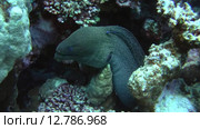 Гигантская мурена (Gymnothorax javanicus) прячется в коралловом рифе, Красное море, Марса-эль-Алам, бухта Абу-Дабаб, Египет. Стоковое видео, видеограф Некрасов Андрей / Фотобанк Лори