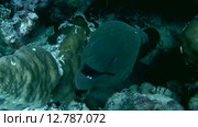 Гигантская мурена (Gymnothorax javanicus) прячется в коралловом рифе, Красное море, Марса-эль-Алам, бухта Абу-Дабаб, Египет. Стоковое видео, видеограф Некрасов Андрей / Фотобанк Лори