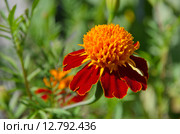 Бархатцы отклоненные "Золото маккены" (лат. Tagetes patula) Стоковое фото, фотограф Елена Коромыслова / Фотобанк Лори