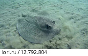 Скат хвостокол (Taeniura meyeni) на песчаном дне, Красное море, Марса-эль-Алам, бухта Абу-Дабаб, Египет. Стоковое видео, видеограф Некрасов Андрей / Фотобанк Лори