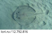 Скат хвостокол (Taeniura meyeni) на песчаном дне, Красное море, Марса-эль-Алам, бухта Абу-Дабаб, Египет. Стоковое видео, видеограф Некрасов Андрей / Фотобанк Лори