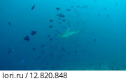 Серая рифовая акула (Carcharhinus amblyrhynchos) плывет в толще воды, Индийский океан, Мальдивские острова. Стоковое видео, видеограф Некрасов Андрей / Фотобанк Лори
