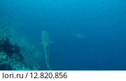 Серая рифовая акула (Carcharhinus amblyrhynchos) стоит на станции очистки, Индийский океан, Мальдивские острова. Стоковое видео, видеограф Некрасов Андрей / Фотобанк Лори