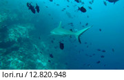 Серая рифовая акула (Carcharhinus amblyrhynchos) плывет в толще воды, Индийский океан, Мальдивские острова. Стоковое видео, видеограф Некрасов Андрей / Фотобанк Лори