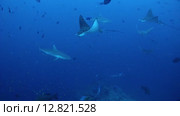 Стая серых рифовый акул (Carcharhinus amblyrhynchos) плывет в толще воды с пятнисыми скатами орляками (Aetobatus narinari), Индийский океан, Мальдивские острова. Стоковое видео, видеограф Некрасов Андрей / Фотобанк Лори
