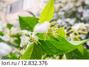Горец японский (Reynoutria japonica, Polygonum sachalinensis) в октябрьском снегу. Стоковое фото, фотограф Алёшина Оксана / Фотобанк Лори
