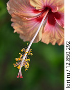 Цветок гибискуса, макро  (лат. Hibiscus) Стоковое фото, фотограф Виктория Катьянова / Фотобанк Лори