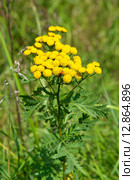 Пижма обыкновенная (лат. Tanacetum vulgare) с жуком-пожарником или мягкотелкой красноногой (лат. Cantharis rustica) Стоковое фото, фотограф Елена Коромыслова / Фотобанк Лори