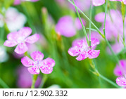 Розовые цветы. Стоковое фото, фотограф Валерия Лузина / Фотобанк Лори