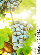 Red Grapes on the Vine. Стоковое фото, фотограф Дмитрий Калиновский / Фотобанк Лори