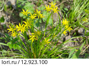 Гусиный лук желтый или Гагея желтая (лат. Gagea lutea) Стоковое фото, фотограф Елена Коромыслова / Фотобанк Лори