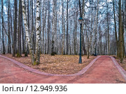 Березовая рощица в осеннем парке. Стоковое фото, фотограф Константин Лабунский / Фотобанк Лори