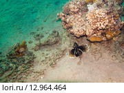 Рыба-крылатка на морском дне. Стоковое фото, фотограф Игорь Дашко / Фотобанк Лори