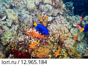 Обитатели Красного моря на коралловом рифе. Стоковое фото, фотограф Игорь Дашко / Фотобанк Лори