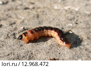 Гусеница ночной бабочки древоточца пахучего (Cossus cossus) Стоковое фото, фотограф Александр Плахов / Фотобанк Лори