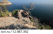 Высохшее дерево на краю обрыва на скалах у Черного моря (2015 год). Стоковое видео, видеограф Яна Королёва / Фотобанк Лори