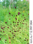 Кровохлёбка лекарственная (Sanguisorba officinalis) на лугу. Алтайский край. Стоковое фото, фотограф Григорий Писоцкий / Фотобанк Лори