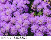 Агератум Гаустона (Ageratum houstonianum). Фон. Стоковое фото, фотограф Николай Коржов / Фотобанк Лори