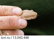 Ядовитая змея - гремучник зеленый( Crotalus viridis lutosus) с высунутым язычком в руках человека (2015 год). Стоковое фото, фотограф Ирина Кожемякина / Фотобанк Лори
