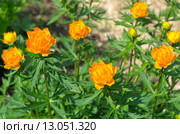 Купальница азиатская (лат. Trollius) Стоковое фото, фотограф Елена Коромыслова / Фотобанк Лори