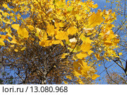Золотые листья лириодендрона тюльпанового. Стоковое фото, фотограф Наташа Антонова / Фотобанк Лори