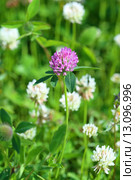 Клевер луговой (красный). Trifolium pratense. Цветение растения на Ямале. Стоковое фото, фотограф Григорий Писоцкий / Фотобанк Лори
