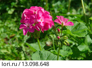 Пеларгония зональная (лат. Pelargonium zonale) в открытом грунте. Стоковое фото, фотограф Елена Коромыслова / Фотобанк Лори