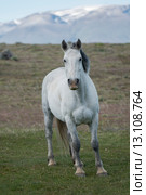 Horse in field. Стоковое фото, фотограф Keith Levit / Ingram Publishing / Фотобанк Лори