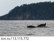 Whale's tail surfacing in the Pacific Ocean, Skeena-Queen Charlotte Regional District, Haida Gwaii, Graham Island, British Columbia, Canada. Стоковое фото, фотограф Keith Levit / Ingram Publishing / Фотобанк Лори