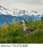 Magellan goose (Chloephaga picta) Стоковое фото, фотограф Keith Levit / Ingram Publishing / Фотобанк Лори